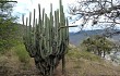 Preview photo Echinopsis hennigiana