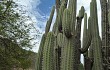 Vista previa de Echinopsis hennigiana