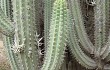 Preview photo Echinopsis hennigiana