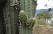 Anteprima di Echinopsis hennigiana