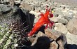 Anteprima di Echinopsis hystrix