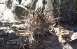 Anteprima di Echinopsis hystrix