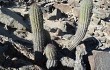 Anteprima di Echinopsis hystrix