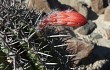 Anteprima di Echinopsis hystrix