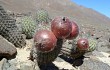 Anteprima di Echinopsis hystrix