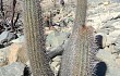 Anteprima di Echinopsis hystrix