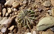 Preview photo Echinopsis marsoneri