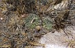 Anteprima di Echinopsis marsoneri