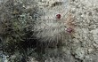 Anteprima di Echinopsis maytana