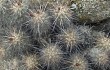 Anteprima di Echinopsis maytana