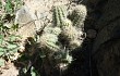 Vista previa de Echinopsis maytana