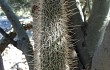 Anteprima di Echinopsis baumannii