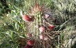 Anteprima di Echinopsis baumannii