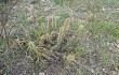 Anteprima di Echinopsis baumannii