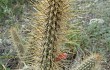 Vista previa de Echinopsis baumannii