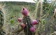 Anteprima di Echinopsis baumannii