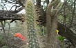 Vista previa de Echinopsis baumannii