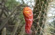 Anteprima di Echinopsis baumannii