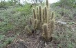 Anteprima di Echinopsis baumannii