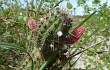 Anteprima di Echinopsis baumannii