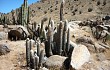 Anteprima di Echinopsis melanostele