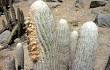 Preview photo Echinopsis melanostele