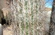 Preview photo Echinopsis melanostele