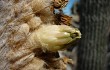 Preview photo Echinopsis melanostele