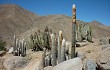 Anteprima di Echinopsis melanostele