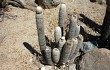 Anteprima di Echinopsis melanostele