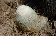 Preview photo Echinopsis melanostele