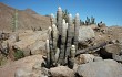 Anteprima di Echinopsis melanostele