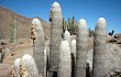 Preview photo Echinopsis melanostele