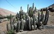 Anteprima di Echinopsis melanostele