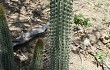Preview photo Echinopsis micropetala