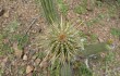 Vista previa de Echinopsis micropetala