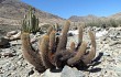 Anteprima di Echinopsis pseudomelanostele