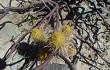 Anteprima di Echinopsis pseudomelanostele