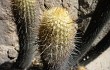 Anteprima di Echinopsis pseudomelanostele