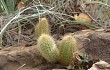 Anteprima di Echinopsis rondoniana