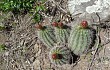 Preview photo Echinopsis rowleyi