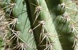 Preview photo Echinopsis rowleyi