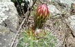 Preview photo Echinopsis rowleyi