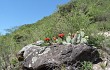 Preview photo Echinopsis rowleyi