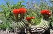 Anteprima di Echinopsis rowleyi