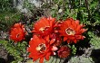 Preview photo Echinopsis rowleyi