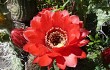 Preview photo Echinopsis rowleyi