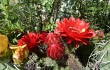 Preview photo Echinopsis rowleyi
