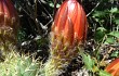 Anteprima di Echinopsis rowleyi