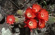 Preview photo Echinopsis rowleyi